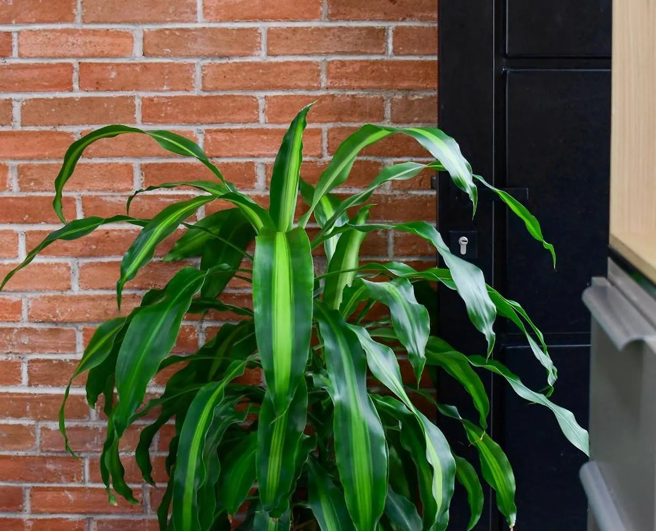 The Dear Hostel Puebla